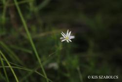 Stellaria graminea L. 2.Image