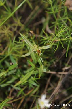 Stellaria graminea L. 3.Image