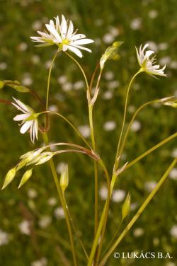Stellaria graminea L. 4.Image