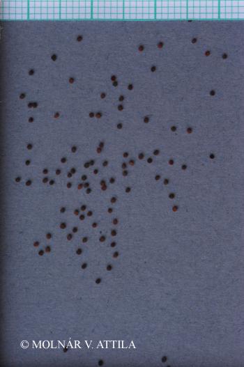 Stellaria graminea L. 5.Image