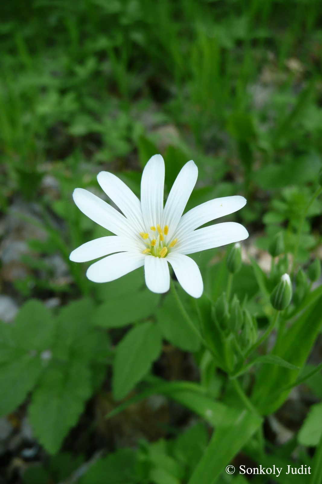 Stellaria holostea L.