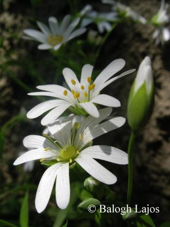 Stellaria holostea L. 3.Image