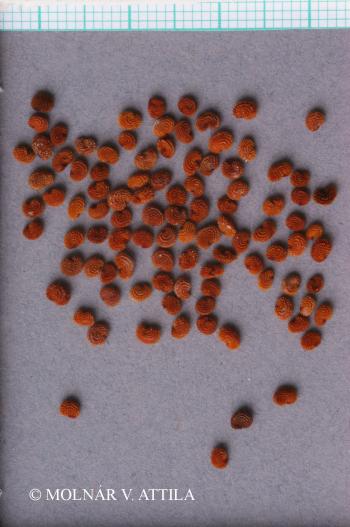 Stellaria holostea L. 2.Image