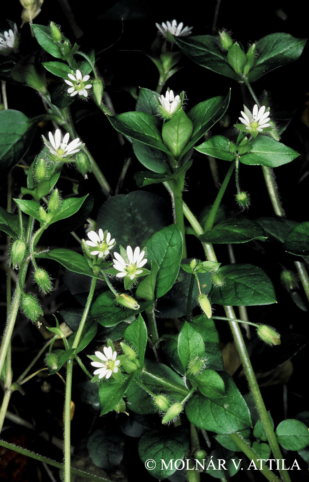 Stellaria media agg.