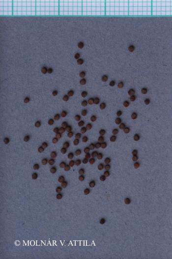 Stellaria media agg. 2.Image