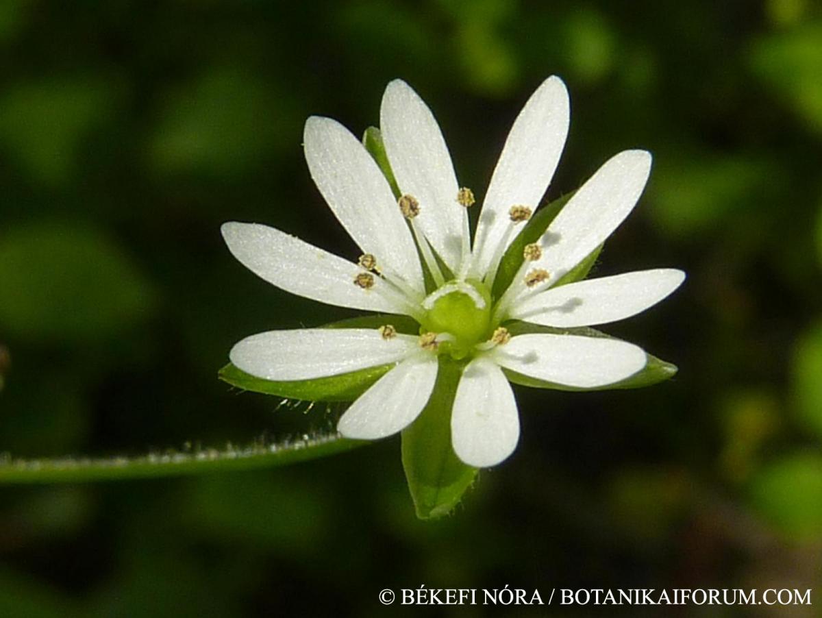 Stellaria neglecta Weihe