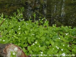 Stellaria neglecta Weihe 2.Image
