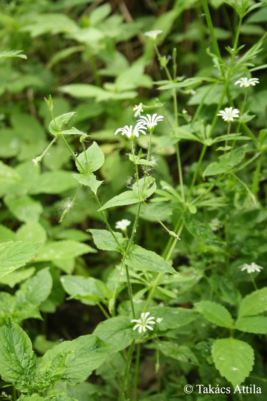 Stellaria nemorum L. s. str.