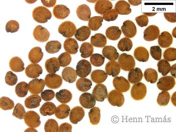 Stellaria nemorum L. s. str. 2.Image