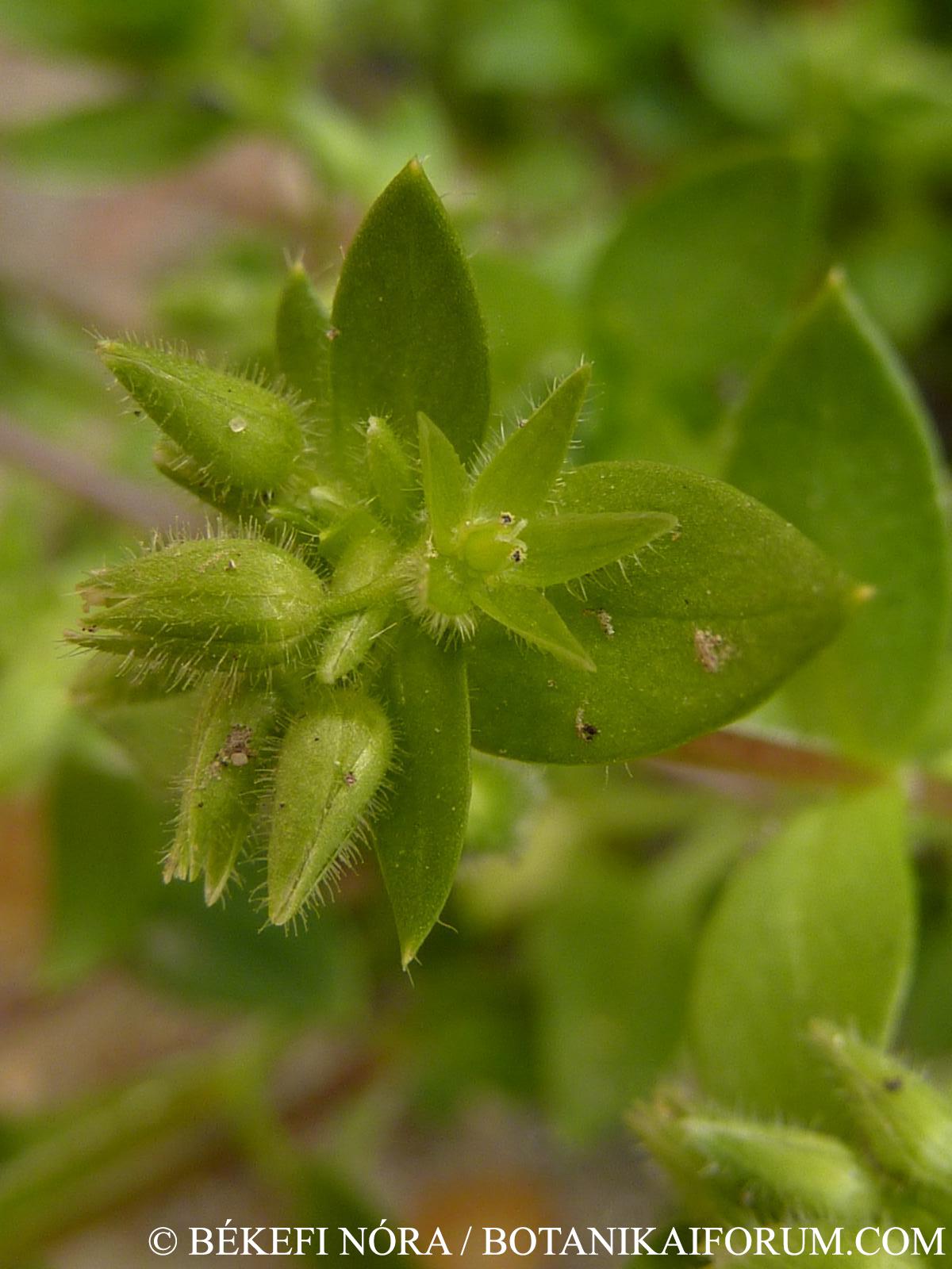 Stellaria pallida (Dumort.) Piré