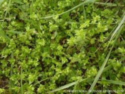 Stellaria pallida (Dumort.) Piré 2.Image
