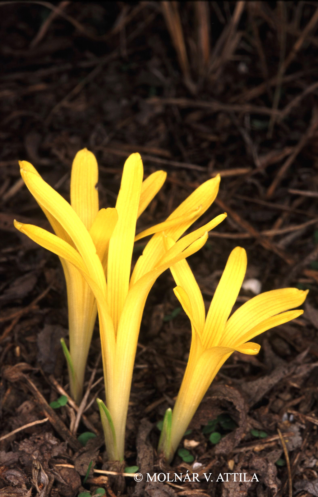 Sternbergia colchiciflora Waldst. et Kit.