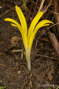 Sternbergia colchiciflora Waldst. et Kit. 2.Kép