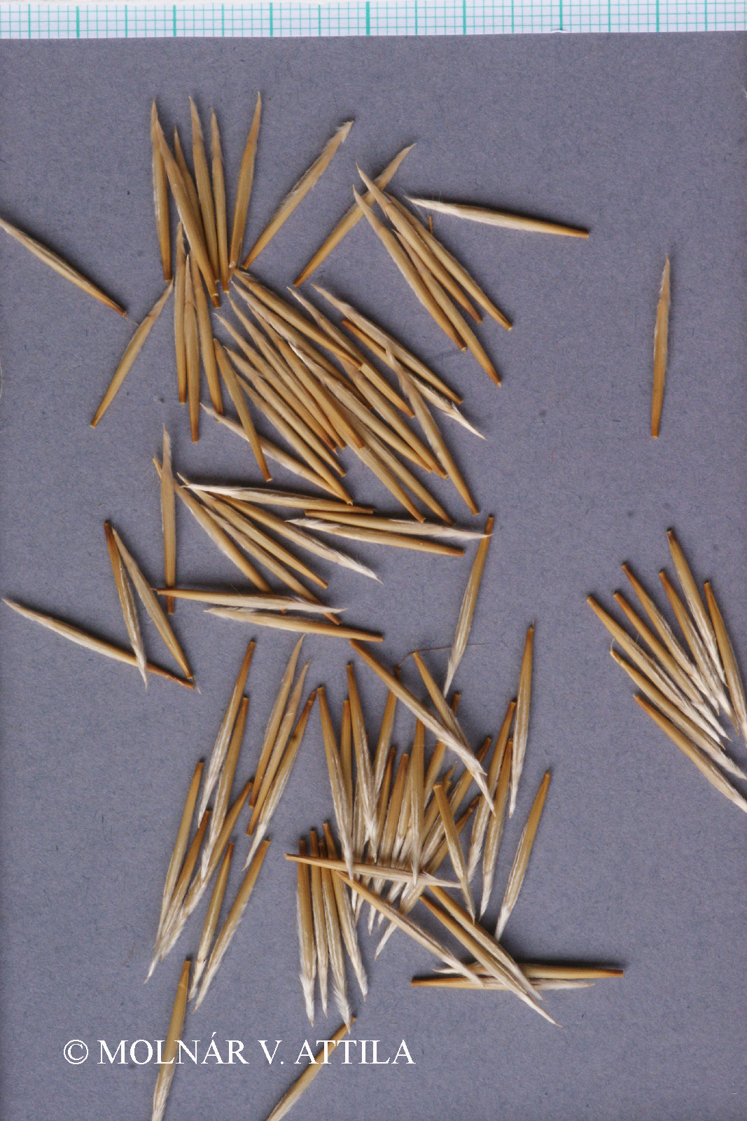 Stipa borysthenica Klokov ex Prokudin