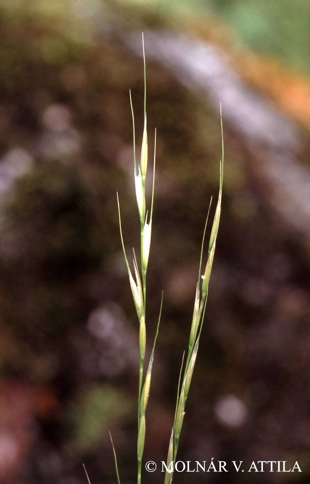Stipa bromoides (L.) Dörfler