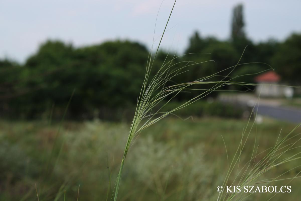Stipa capillata L.