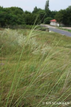 Stipa capillata L. 2.Image