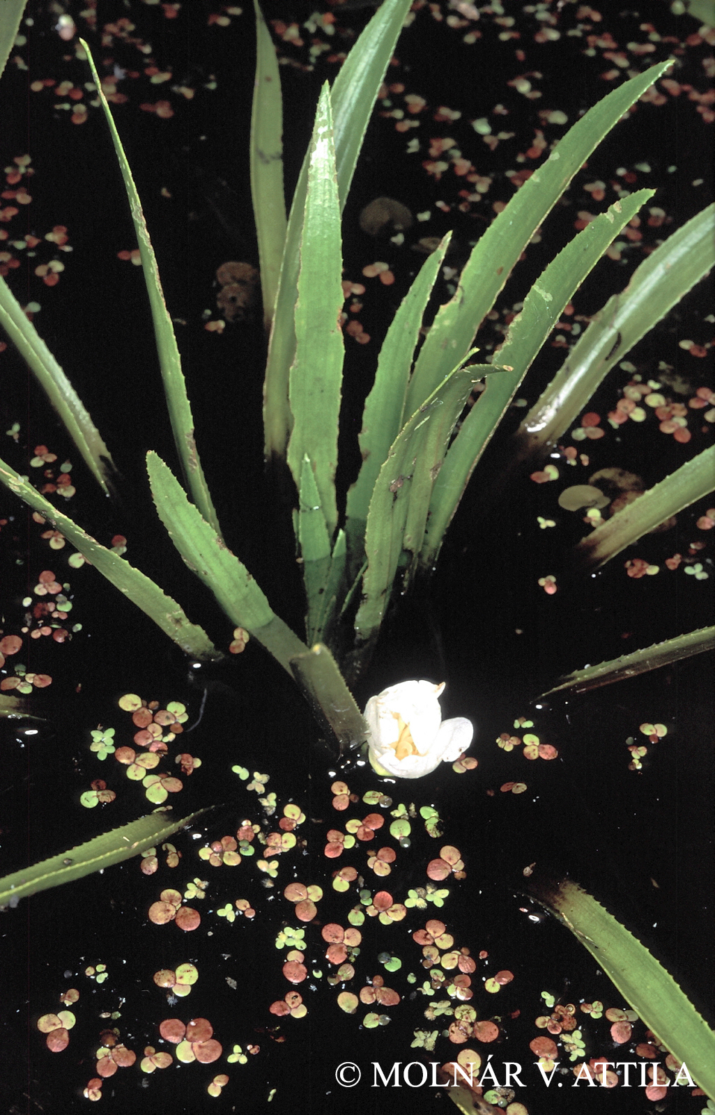 Stratiotes aloides L.