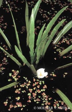 Stratiotes aloides L. 1.Image