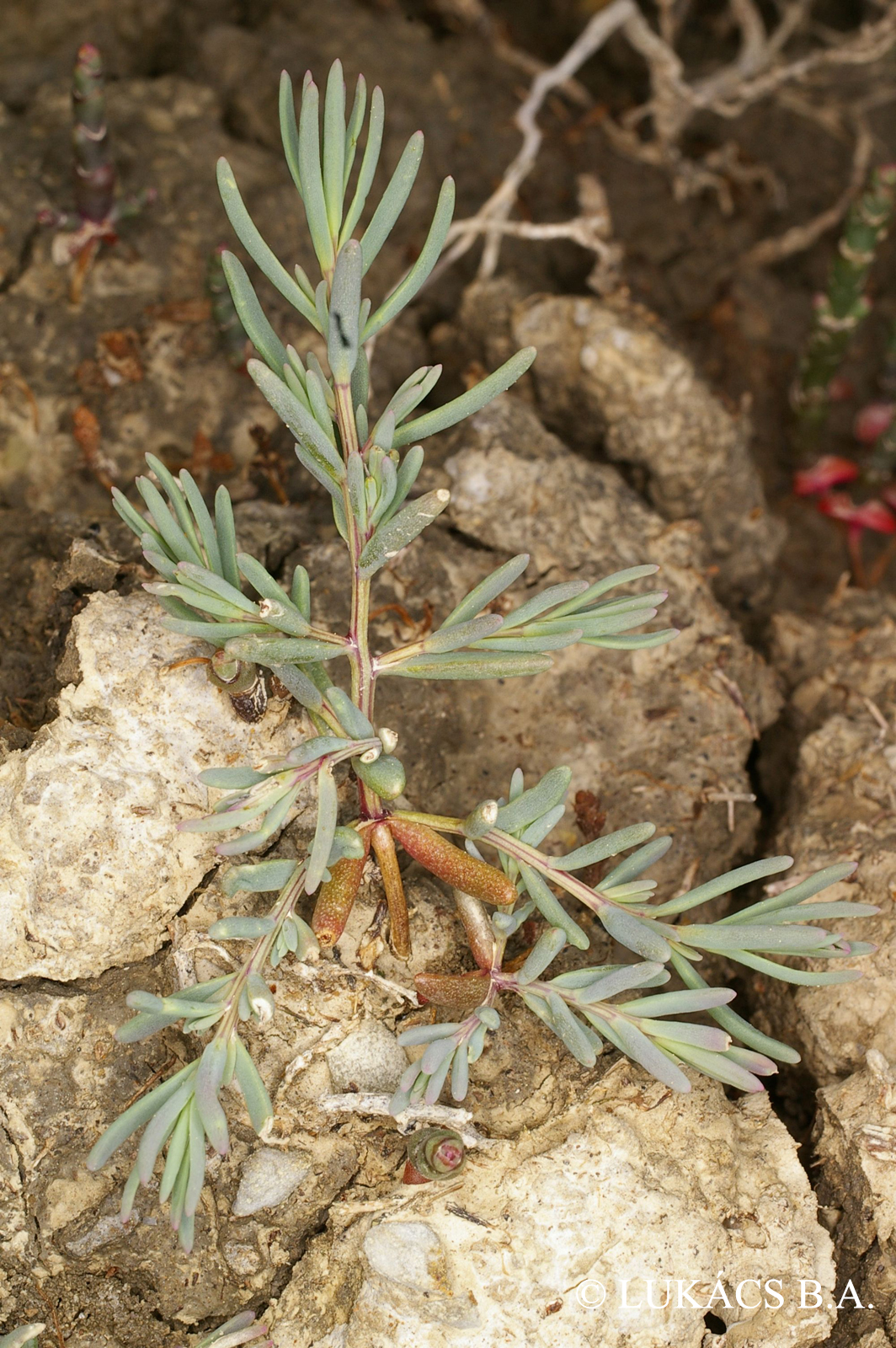 Suaeda pannonica (G. Beck) Graebn.