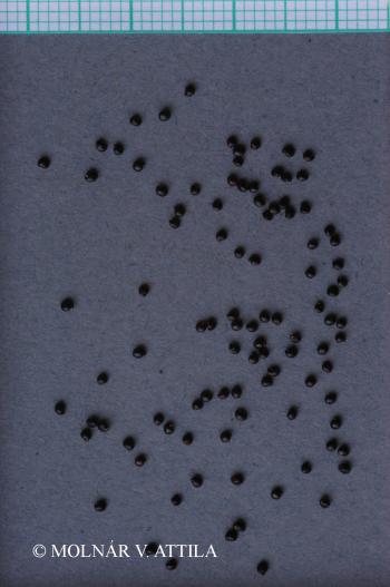 Suaeda pannonica (G. Beck) Graebn. 2.Image