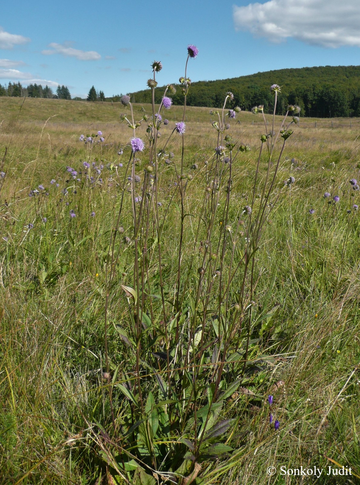 Succisa pratensis Moench