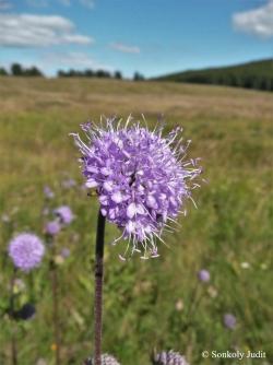 Succisa pratensis Moench 2.Kép