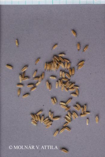 Succisa pratensis Moench 3.Kép