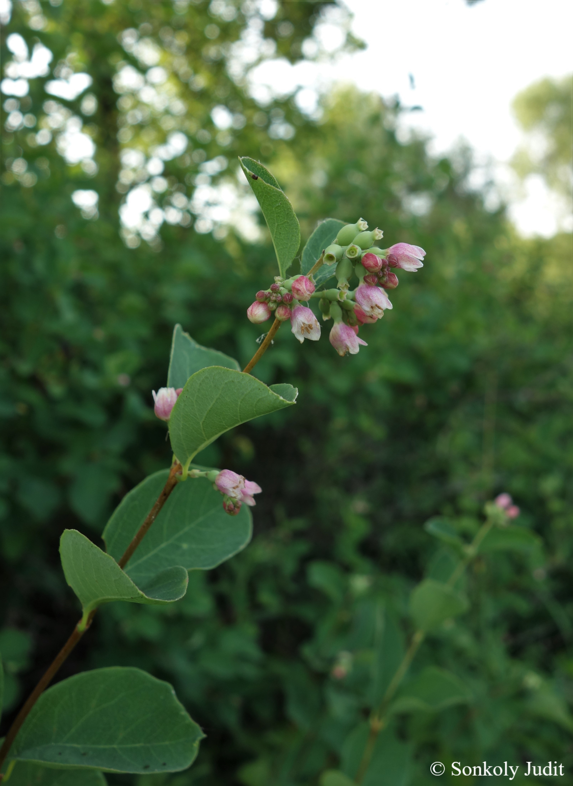 Symphoricarpos albus (L.) S.F. Blake