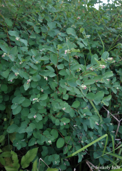 Symphoricarpos albus (L.) S.F. Blake 2.Kép