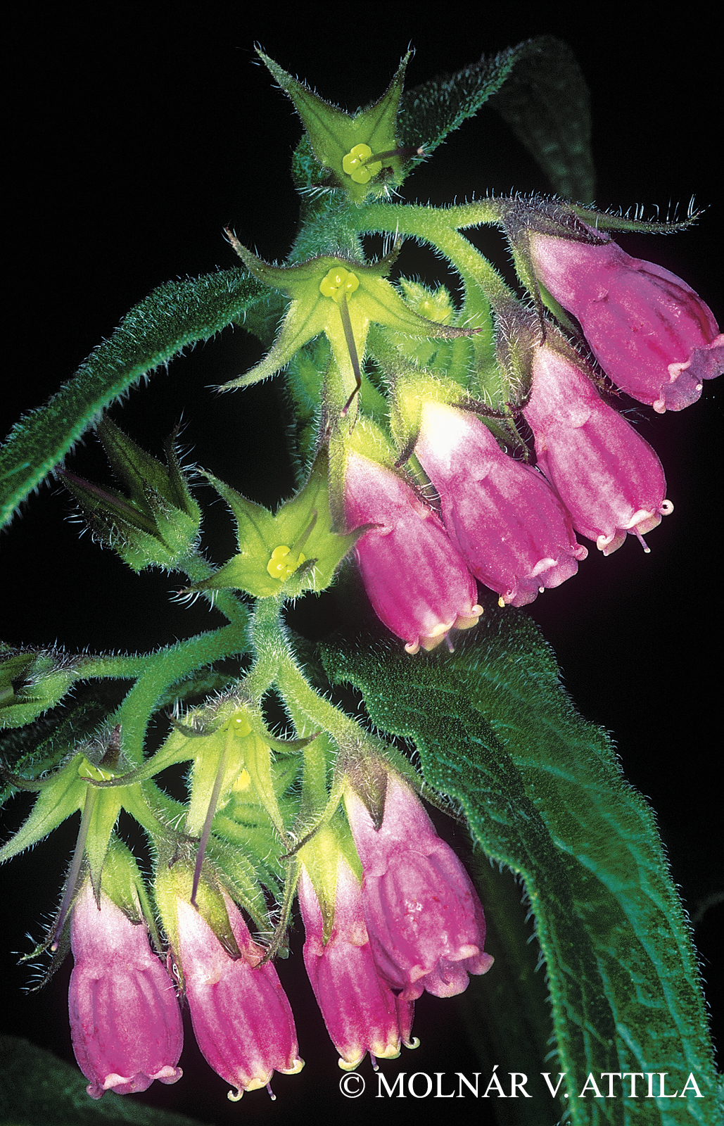 Symphytum officinale L.
