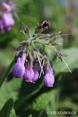 Symphytum officinale L. 2.Image