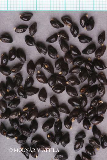 Symphytum officinale L. 3.Image