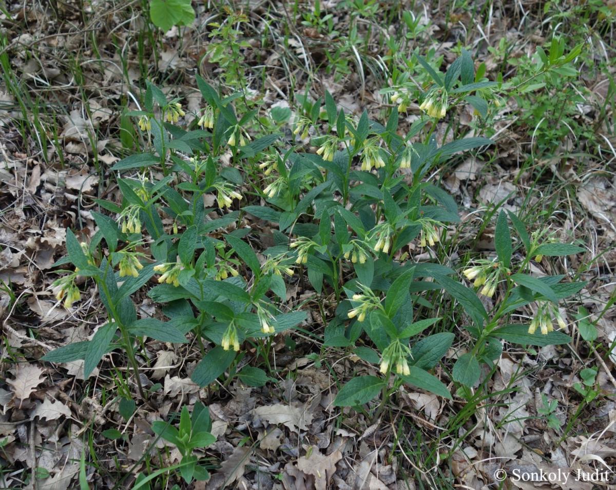 Symphytum tuberosum L.
