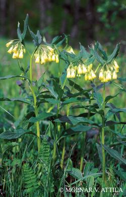 Symphytum tuberosum L. 2.Image