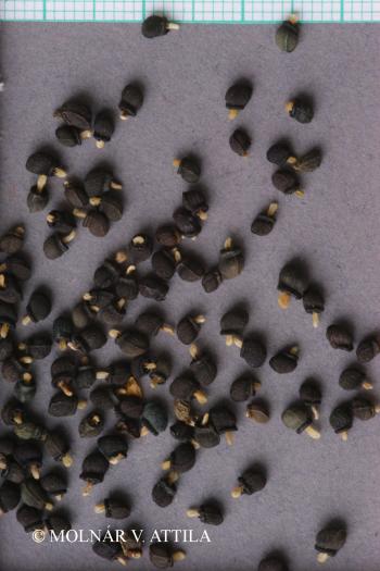 Symphytum tuberosum L. 3.Image