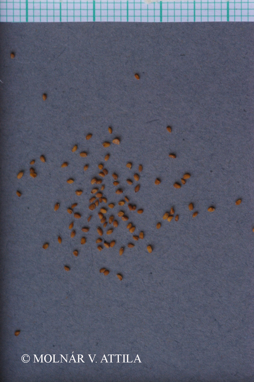 Syrenia cana (Piller et Mitterp.) Neilr.