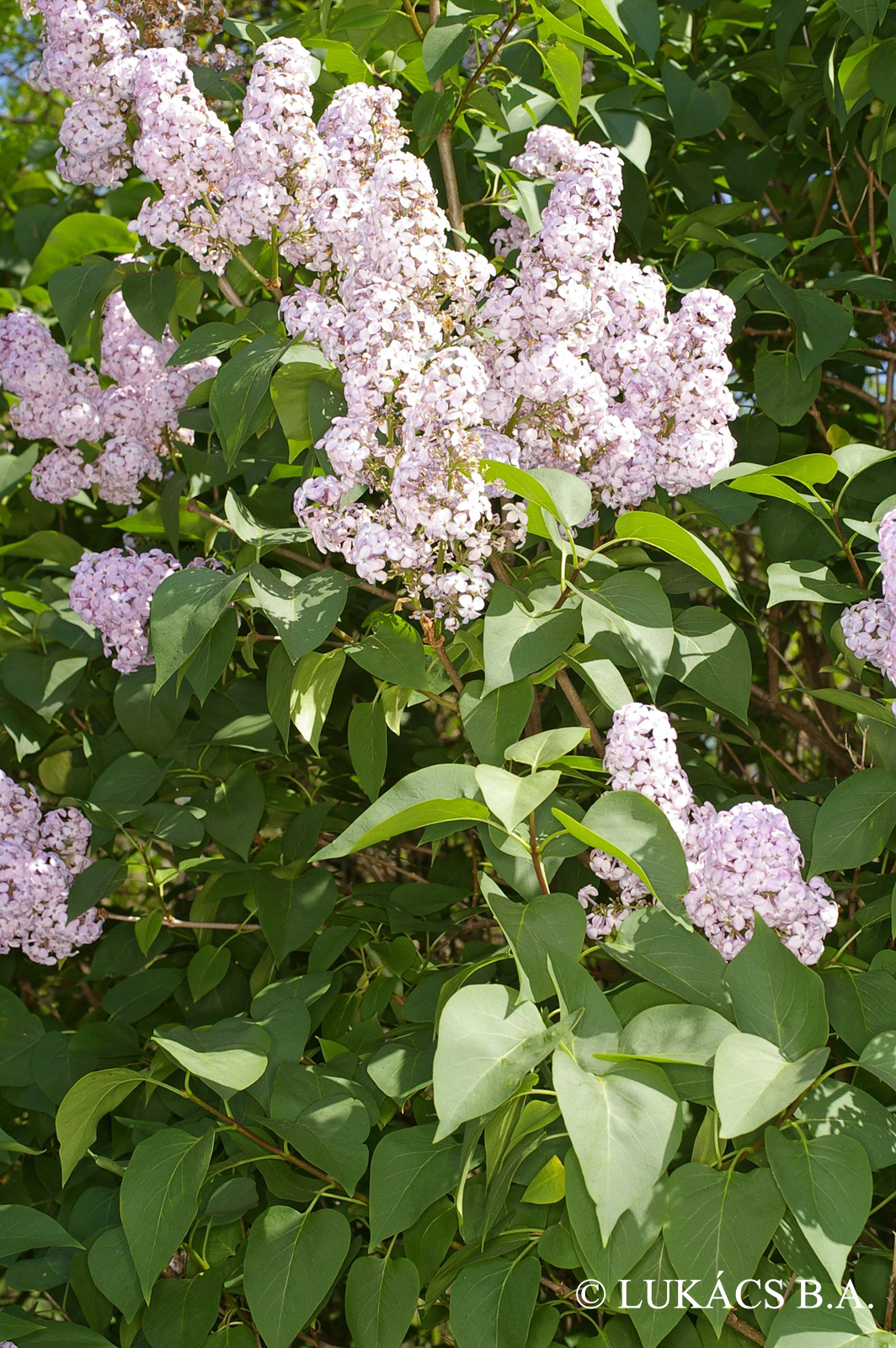 Syringa vulgaris L.