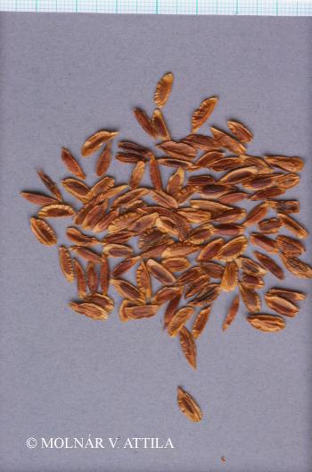 Syringa vulgaris L. 3.Image