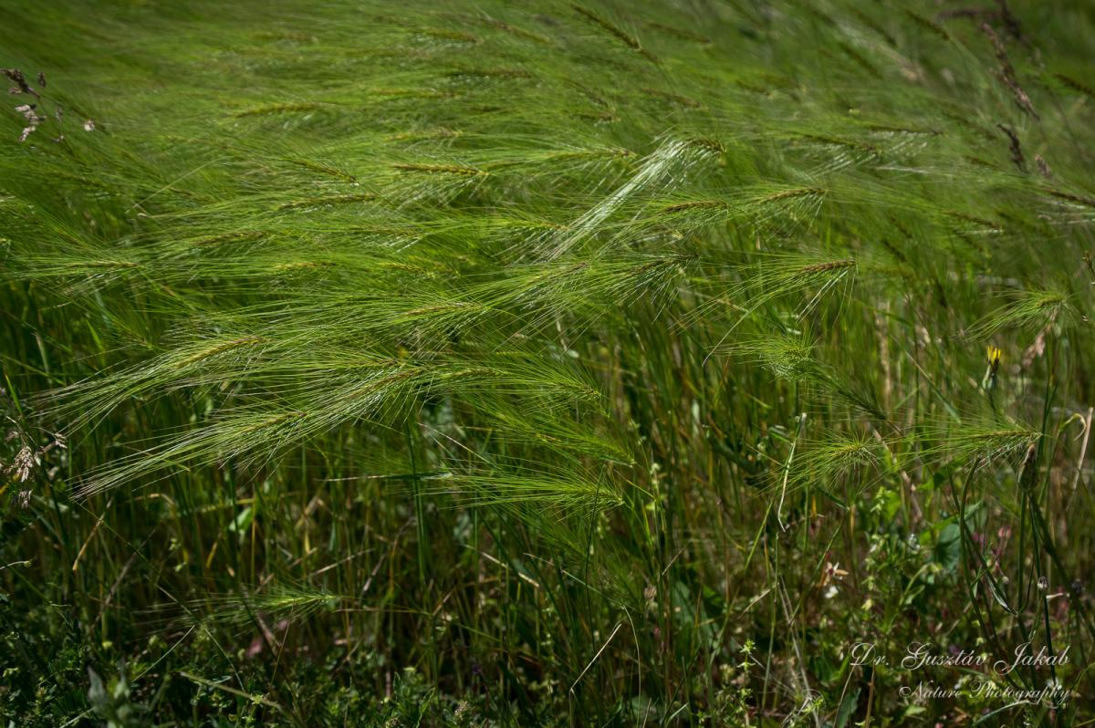 Taeniatherum caput-medusae (L.) Nevski