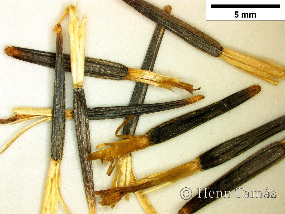 Tagetes patula L.
