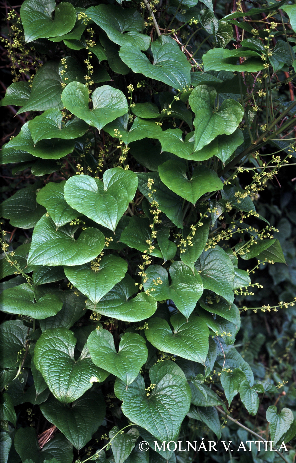 Tamus communis L.