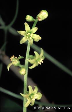 Tamus communis L. 2.Kép