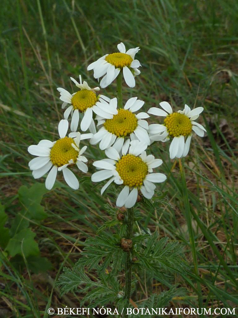 Tanacetum corymbosum (L.) Sch.Bip.