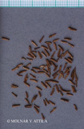 Tanacetum corymbosum (L.) Sch.Bip. 2.Kép