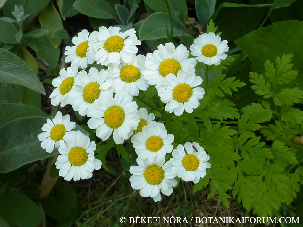 Tanacetum parthenium (L.) Sch.Bip.