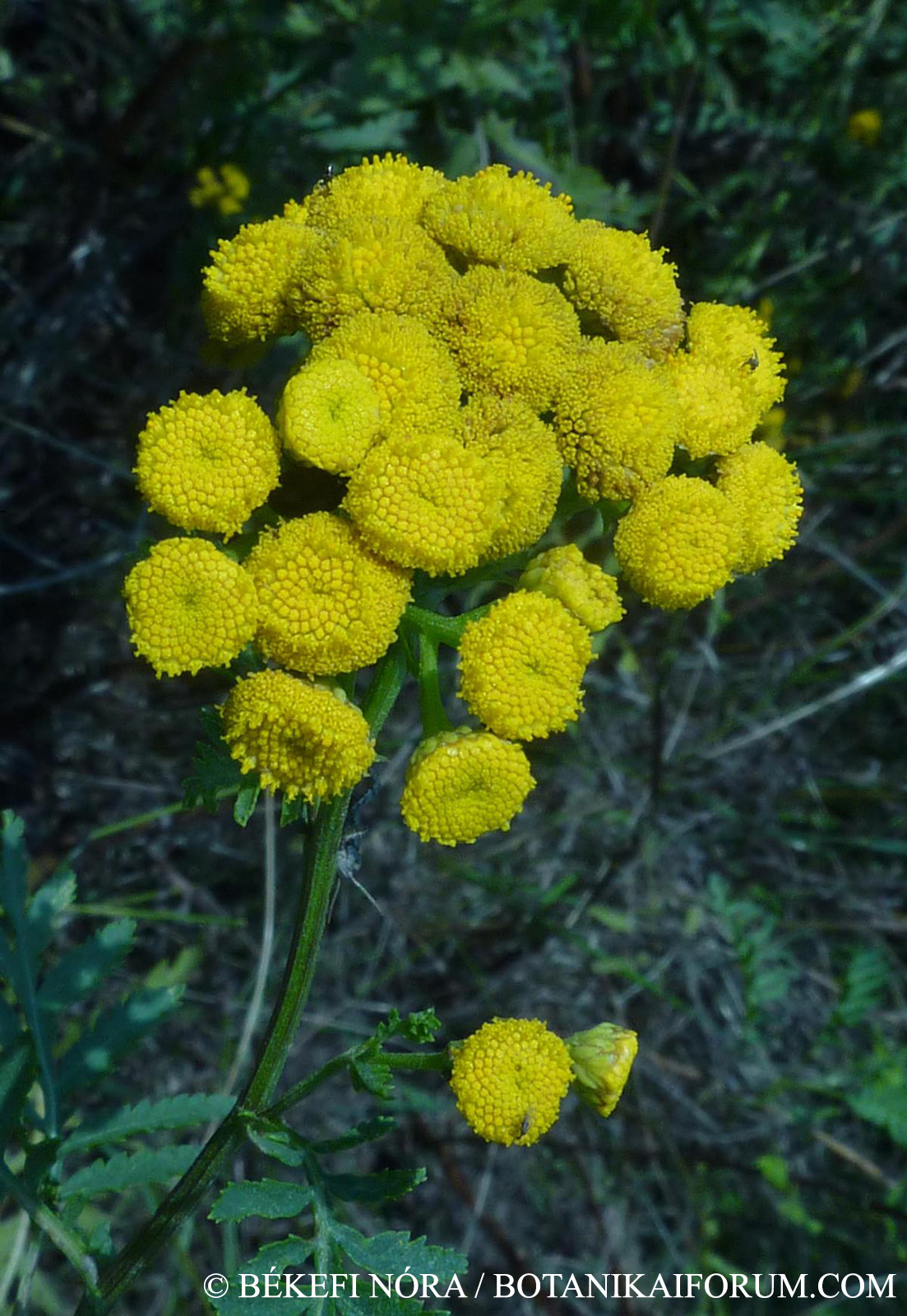 Tanacetum vulgare L.