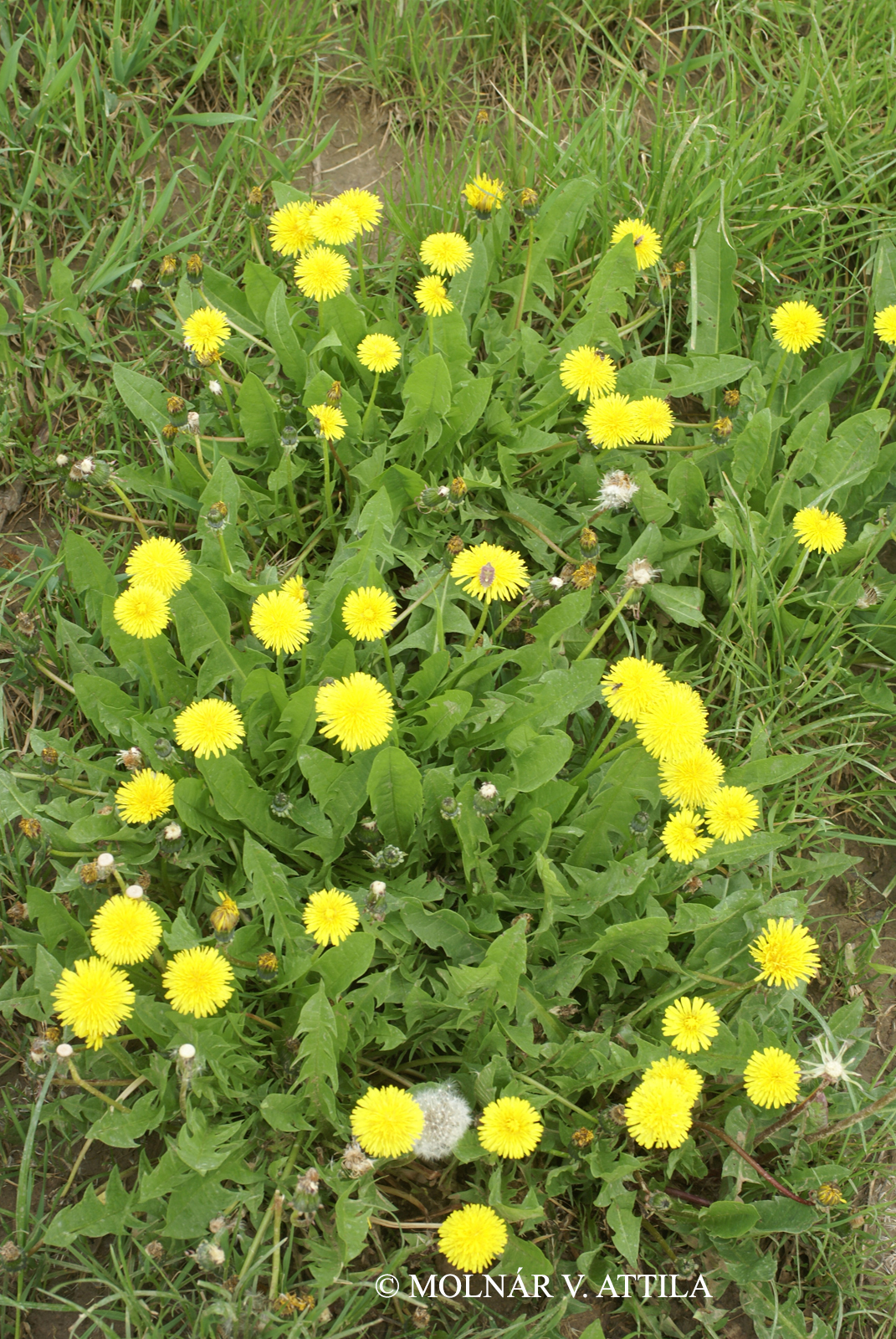 Taraxacum sect. Ruderalia Kirschner, H. Øllg. et Štěpánek