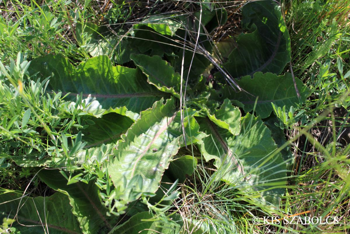 Taraxacum serotinum (Waldst. et Kit.) Poir.