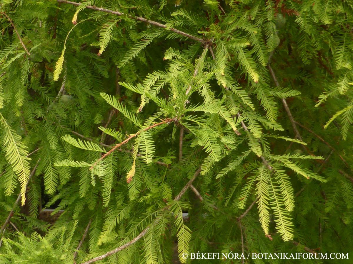 Taxodium distichum (L.) Rich.